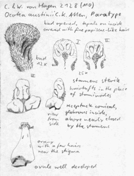 Vorschaubild Ocotea austinii C.K. Allen